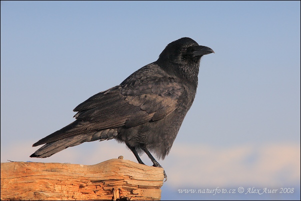 Vrana krátkozobá (Corvus brachyrhynchos)