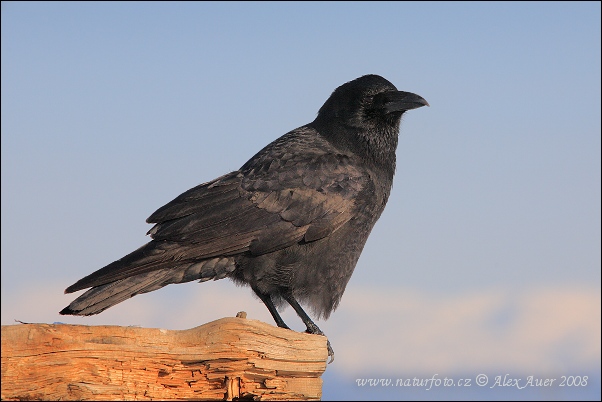 Vrana krátkozobá (Corvus brachyrhynchos)