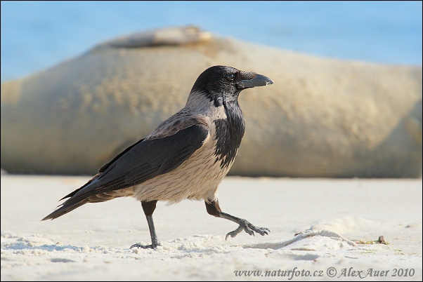 Vrána obyčajná (Corvus cornix)