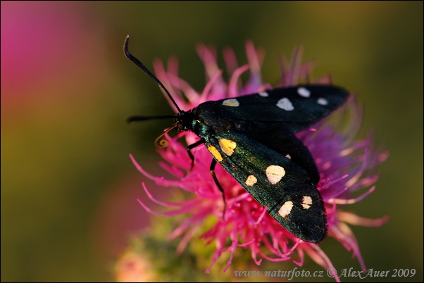 Vretienka ranostajová (Zygaena ephialtes)