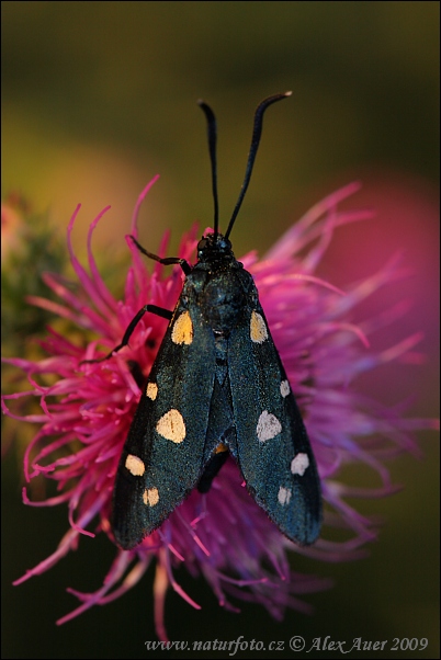 Vretienka ranostajová (Zygaena ephialtes)