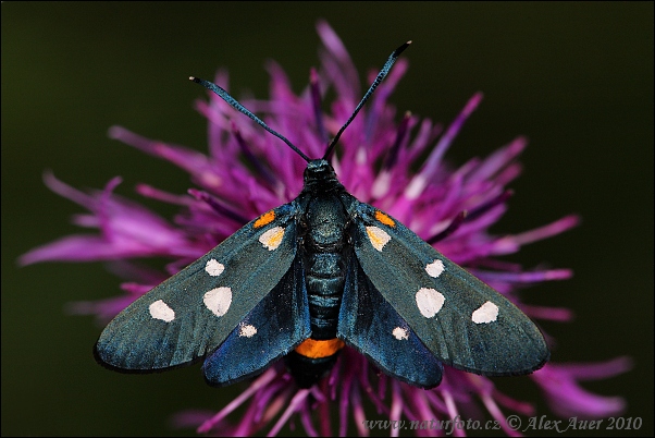 Vretienka ranostajová (Zygaena ephialtes)