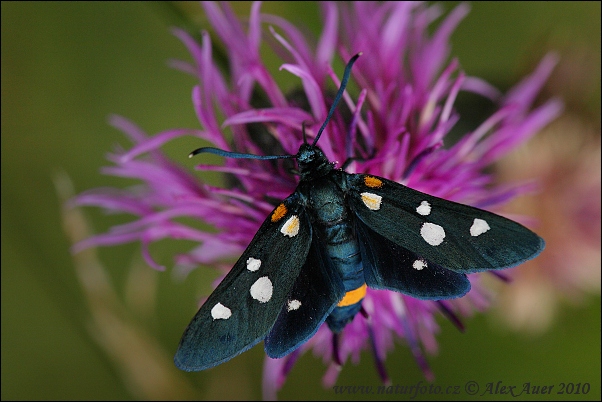 Vretienka ranostajová (Zygaena ephialtes)