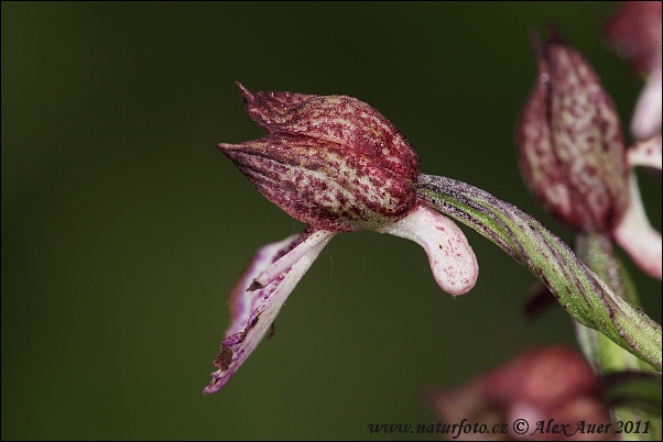 Vstavač nachový (Orchis purpurea)