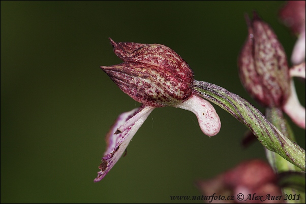 Vstavač purpurový (Orchis purpurea)