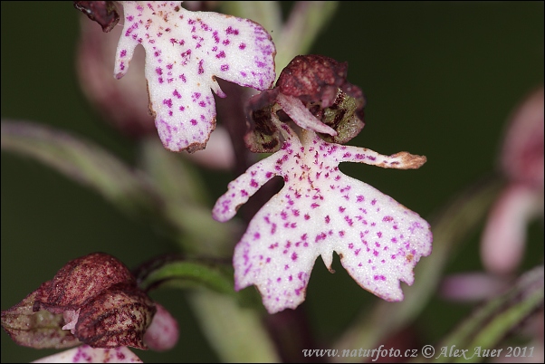 Vstavač purpurový (Orchis purpurea)