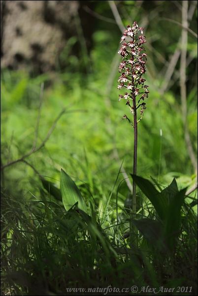 Vstavač purpurový (Orchis purpurea)