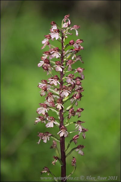 Vstavač purpurový (Orchis purpurea)