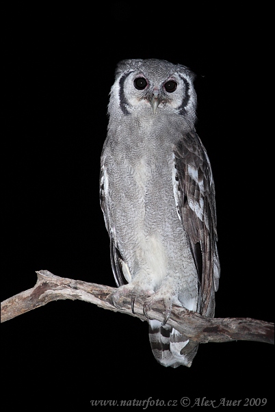 Výr belavý (Bubo lacteus)