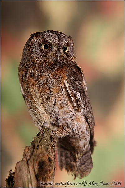 Výrik lesný obyčajný (Otus scops)