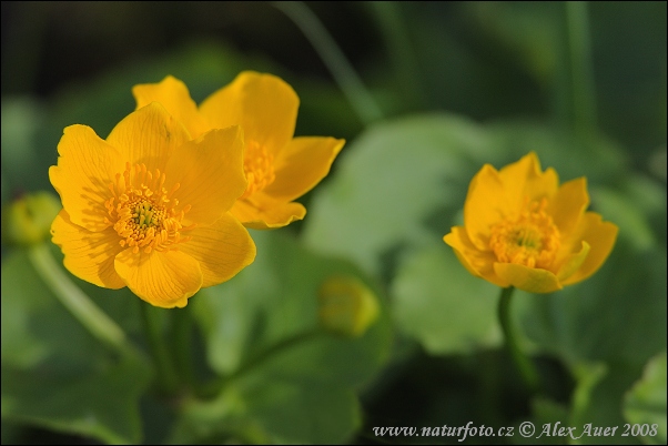 Záružlie močiarne (Caltha palustris)