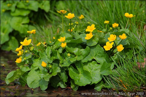 Záružlie močiarne (Caltha palustris)