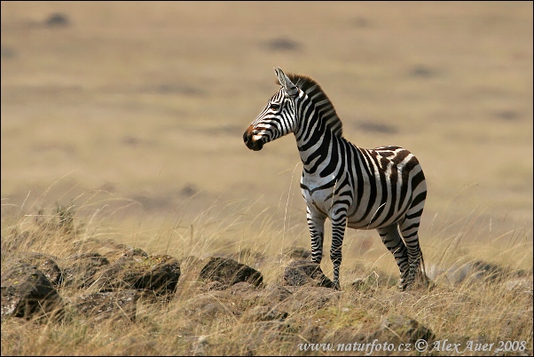 Zebra Böhmova (Equus burchellii boehmi)