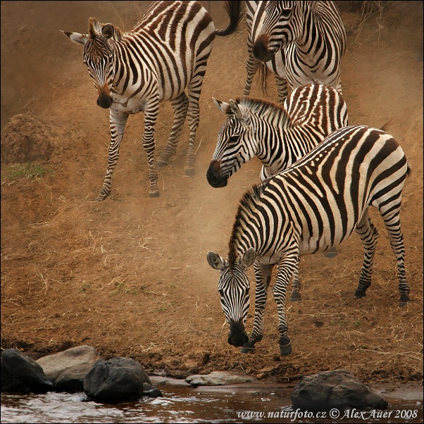 Zebra Böhmova (Equus burchellii boehmi)