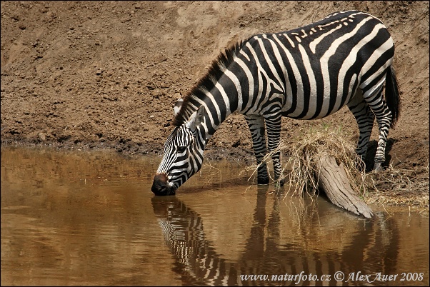 Zebra Böhmova (Equus burchellii boehmi)