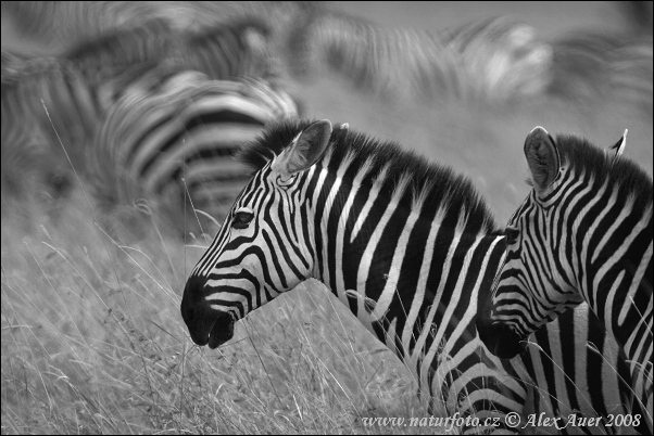 Zebra Böhmova (Equus burchellii boehmi)