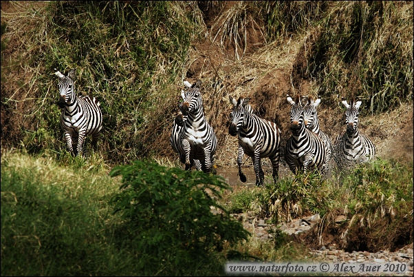 Zebra Böhmova (Equus burchellii boehmi)