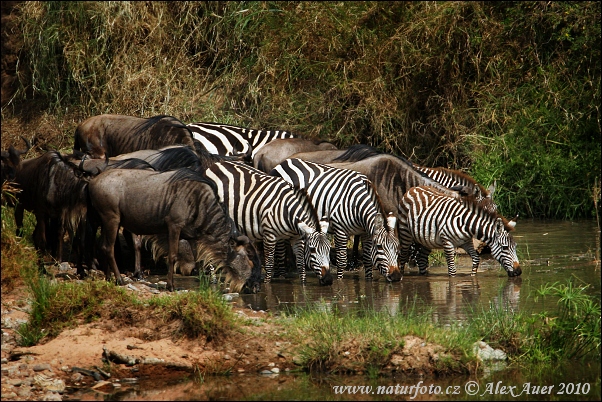 Zebra Böhmova (Equus burchellii boehmi)