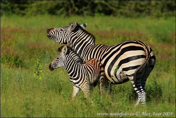 Zebra stepná (Equus quagga burchellii)