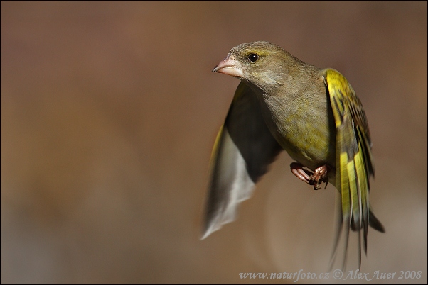 Zelienka obyčajná (Carduelis chloris)