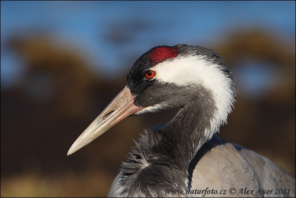 Žeriav popolavý (Grus grus)