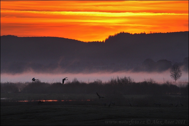 Žeriav popolavý (Grus grus)