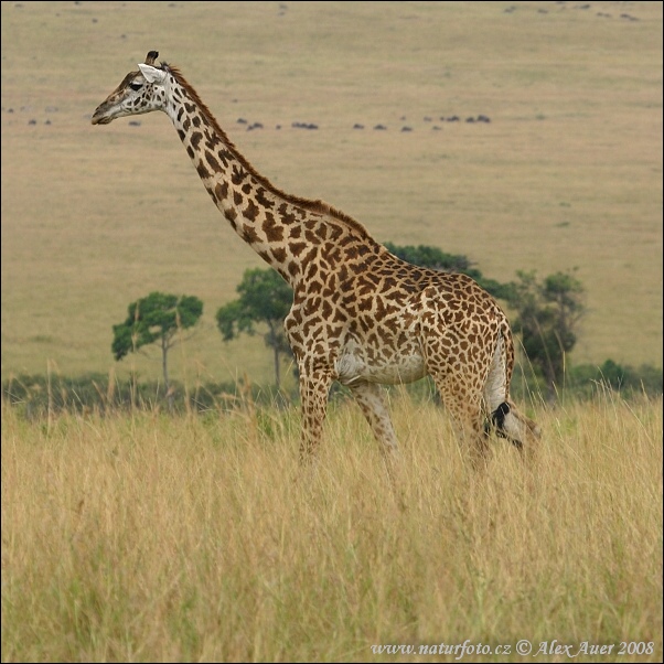 Žirafa (Giraffa camelopardalis tippelskirchi)