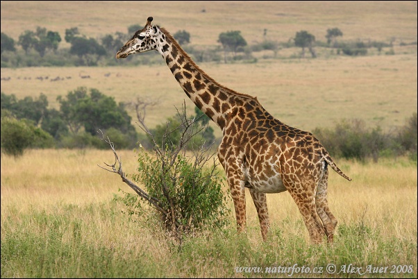 Žirafa (Giraffa camelopardalis tippelskirchi)