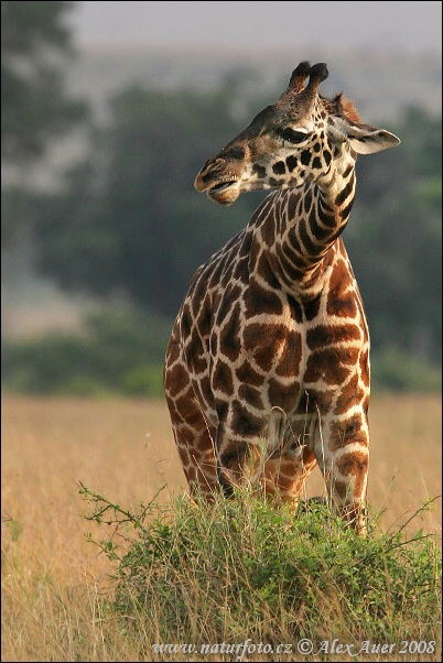 Žirafa (Giraffa camelopardalis tippelskirchi)