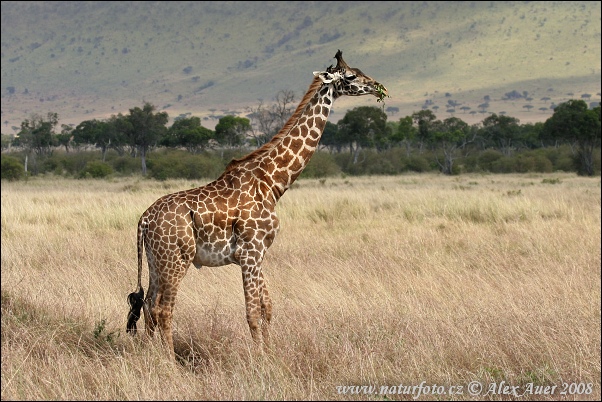 Žirafa (Giraffa camelopardalis tippelskirchi)