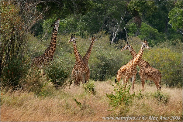 Žirafa (Giraffa camelopardalis tippelskirchi)