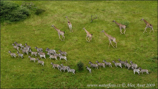 Žirafa štíhla (Giraffa camelopardalis giraffa)