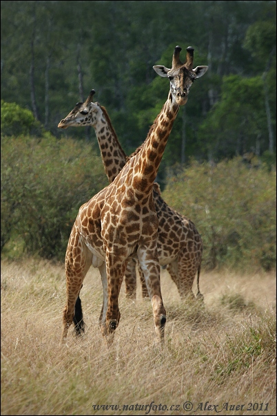 Žirafa (Giraffa camelopardalis tippelskirchi)