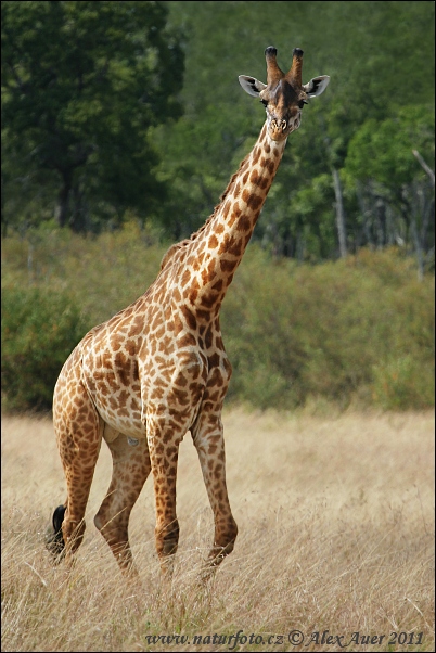 Žirafa (Giraffa camelopardalis tippelskirchi)