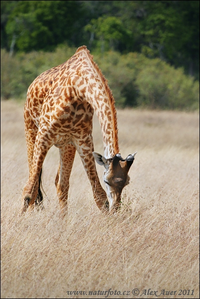 Žirafa (Giraffa camelopardalis tippelskirchi)