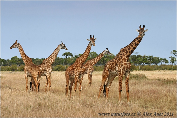 Žirafa (Giraffa camelopardalis tippelskirchi)