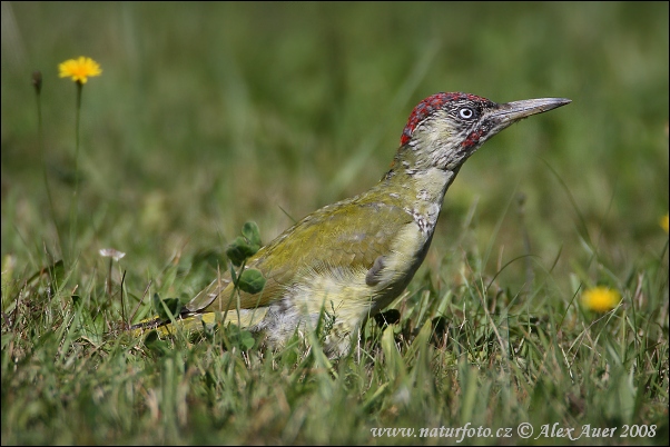 Žlna zelená (Picus viridis)