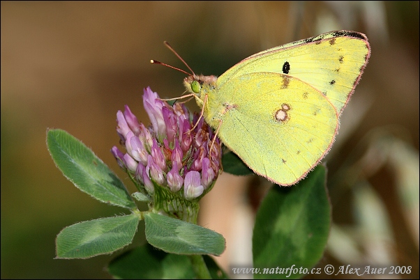 Žltáčik ranostajový (Colias hyale)