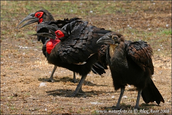 Zoborožka tmavá (Bucorvus leadbeateri)