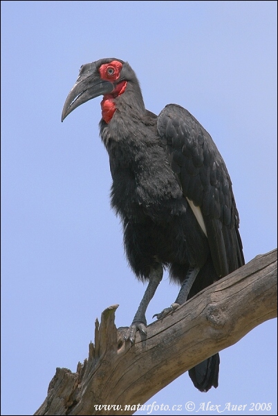 Zoborožka tmavá (Bucorvus leadbeateri)