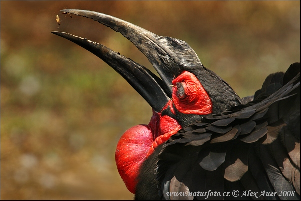 Zoborožka tmavá (Bucorvus leadbeateri)