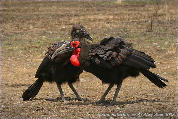 Zoborožka tmavá (Bucorvus leadbeateri)