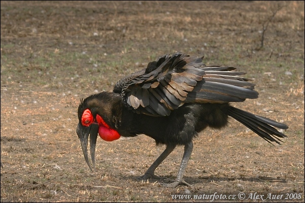 Zoborožka tmavá (Bucorvus leadbeateri)