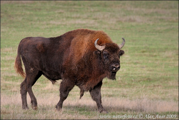 Zubor lesný (Bison bonasus)