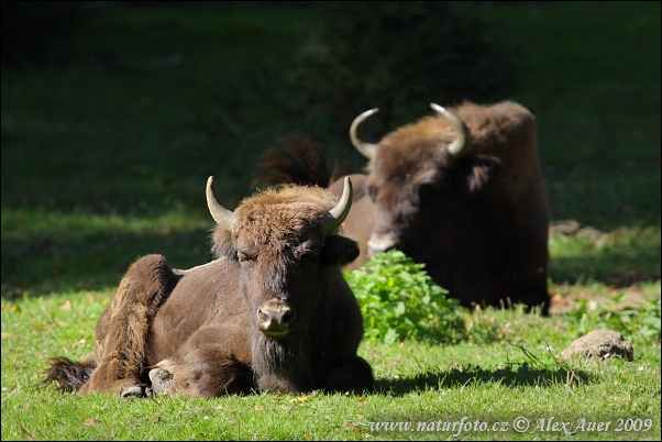 Zubor lesný (Bison bonasus)