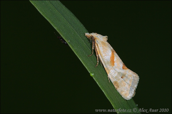 Zvinúvač Smeathmannov (Aethes smeathmanniana	)