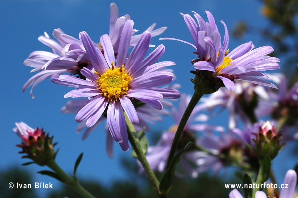 Astra kopcová (Aster amellus)