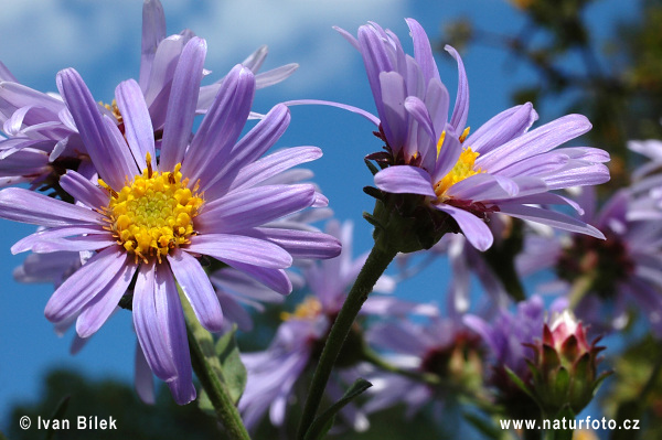 Astra kopcová (Aster amellus)