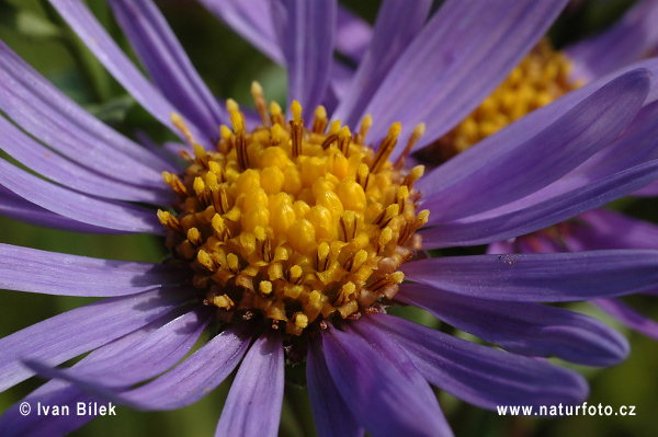 Astra kopcová (Aster amellus)