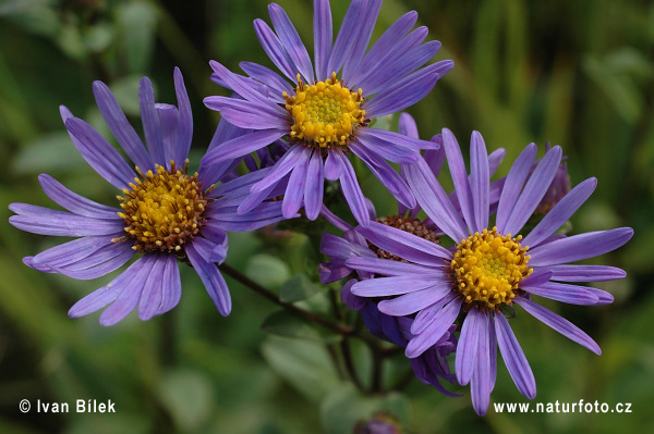 Astra kopcová (Aster amellus)